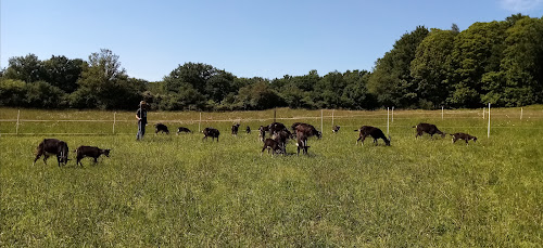 La chèvrerie du Poney Fringant à Azerables