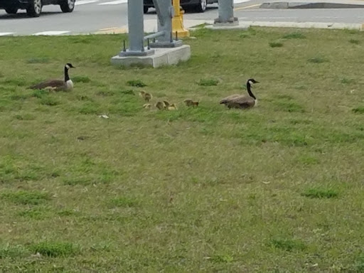 Hotel «Embassy Suites by Hilton Boston/Waltham», reviews and photos, 550 Winter St, Waltham, MA 02451, USA