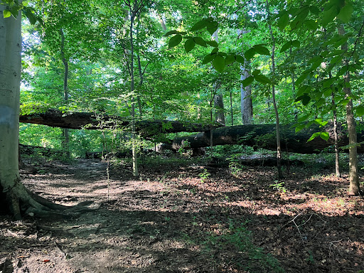 Wesley Heights Trail