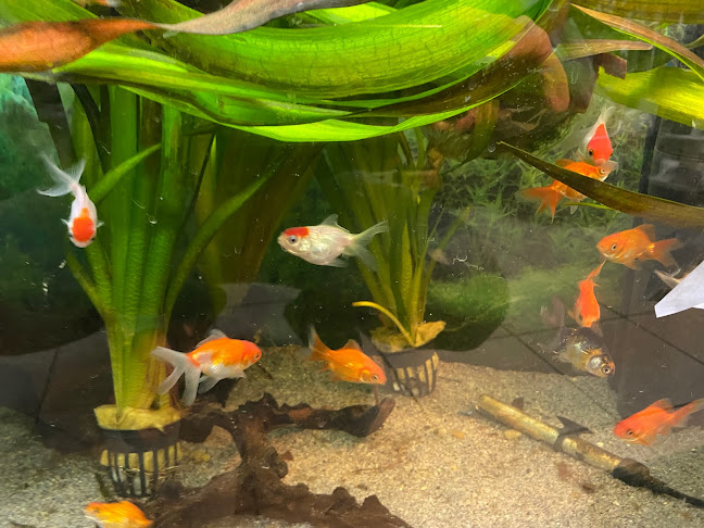 Mini Zoo díszállat, díszhal és horgászbolt - Bolt