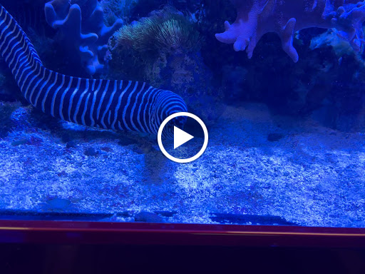 Pet Store «Corals and Fins», reviews and photos, 5011 W Hillsborough Ave, Tampa, FL 33634, USA