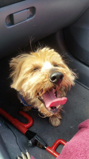 Pet Supply Store «PetSmart», reviews and photos, 830 Pelham Pkwy, Pelham, NY 10803, USA