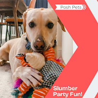 Posh Pets - Photo 4 - Car repair in , Arlington