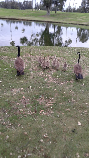 Public Golf Course «Westchester Golf Course», reviews and photos, 6900 W Manchester Ave, Los Angeles, CA 90045, USA