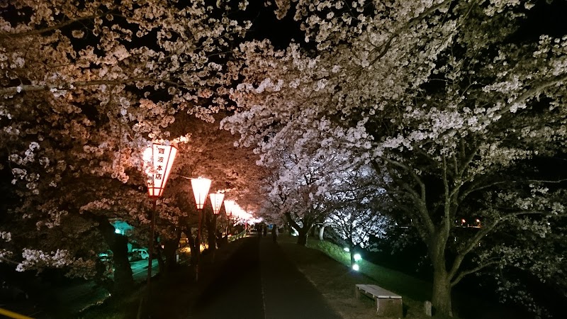 斐伊川堤防桜並木