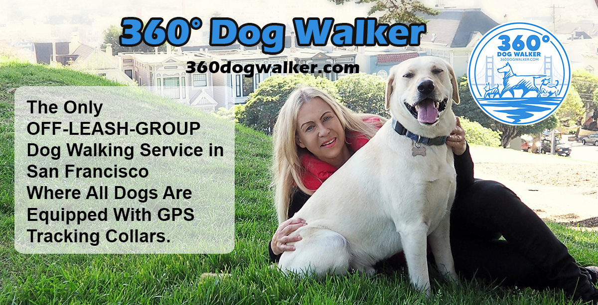 360° Dog Walker San Francisco CA