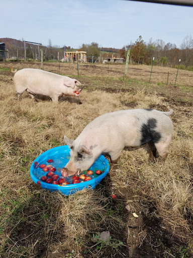 Indraloka Animal Sanctuary