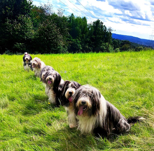 Zookauf Nonnweiler unter Nonnweiler, 