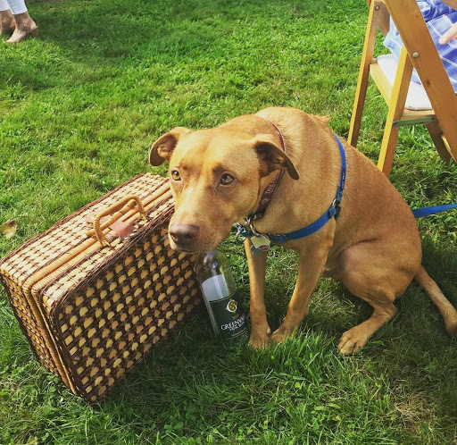 Vineyard «Greenvale Vineyards», reviews and photos, 582 Wapping Rd, Portsmouth, RI 02871, USA