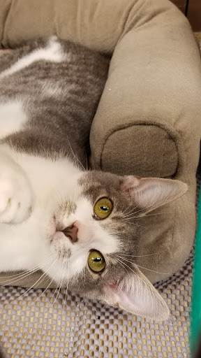 Pet Valu, 2914 Chain Bridge Rd, Oakton, VA 22124, USA, 