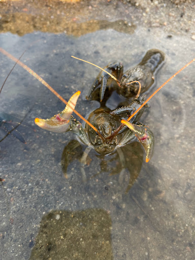 Park «Cherry Creek Valley Ecological Park», reviews and photos, 7500 S Jasper Ct, Centennial, CO 80112, USA