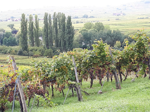 Domaine Jean Becker à Zellenberg