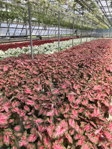 Garden Center «Blooms at Belle Mead», reviews and photos, 1980 US-206, Belle Mead, NJ 08502, USA