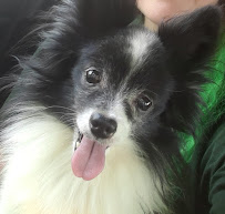 Best Paws Forward - Photo 3 - Car repair in , Concord