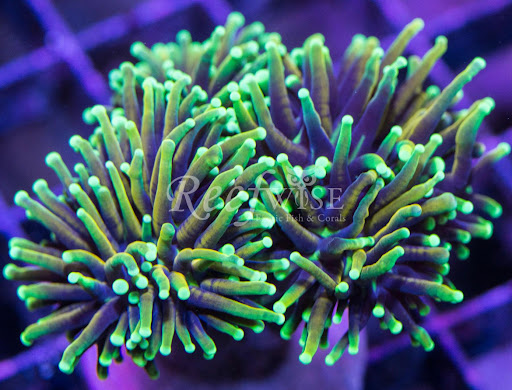 Tropical Fish Store «Reefwise», reviews and photos, 5401 Patton Dr #105, Lisle, IL 60532, USA