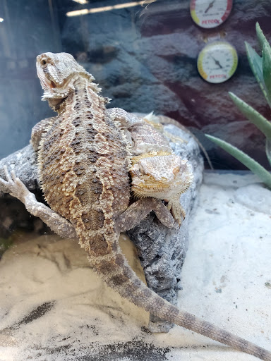 Pet Supply Store «Petco Animal Supplies», reviews and photos, 353 Harrison Bridge Rd, Simpsonville, SC 29680, USA