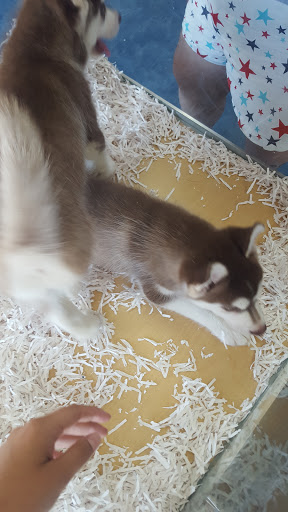 Pet Store «V.I. Pets», reviews and photos, 11975 E Lakewood Blvd, Holland, MI 49424, USA