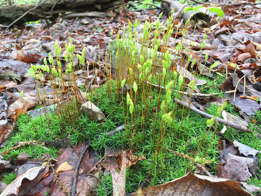 Nature Preserve «Eidolon Nature Preserve», reviews and photos, 2146 Orleans Rd, Great Cacapon, WV 25422, USA