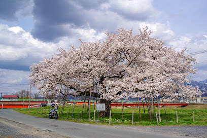 旭昇桜