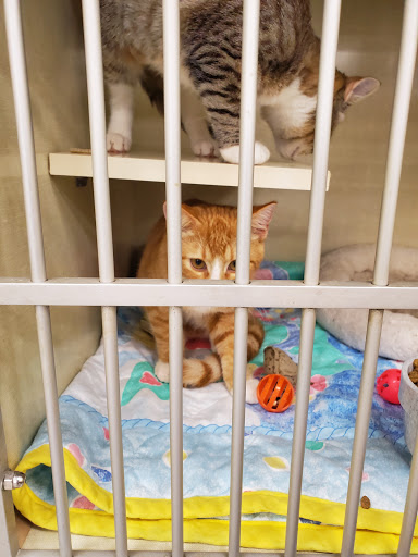 Pet Supply Store «Petco Animal Supplies», reviews and photos, 2365 NW Kings Blvd, Corvallis, OR 97330, USA