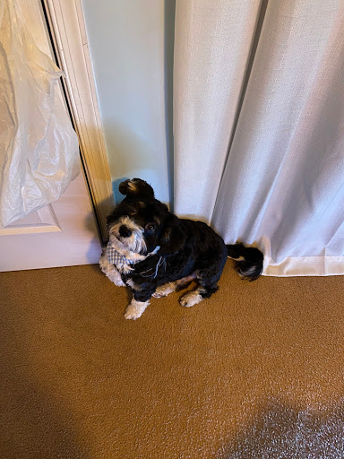 Pet Supply Store «Bark!», reviews and photos, 1809 Reisterstown Rd #131, Pikesville, MD 21208, USA