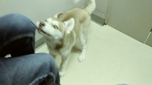 Pet Store «Petland», reviews and photos, 920 Hebron Rd, Heath, OH 43056, USA