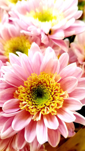 Grocery Store «Safeway», reviews and photos, 1500 Solano Ave, Albany, CA 94706, USA