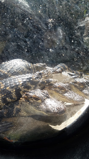 Aquarium «Florida Keys Aquarium Encounters», reviews and photos, 11710 Overseas Hwy, Marathon, FL 33050, USA