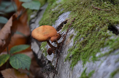 Bois du Domaine à Bazemont