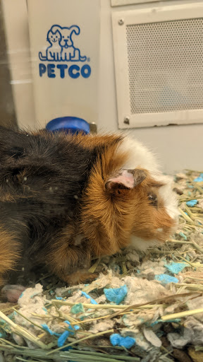 Pet Supply Store «Petco Animal Supplies», reviews and photos, 10315 E Shelby Dr, Collierville, TN 38017, USA