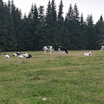 Photo n°4 de l'avis de Giorgio.e fait le 10/07/2023 à 22:50 sur le  Schönrastalm à Aldein