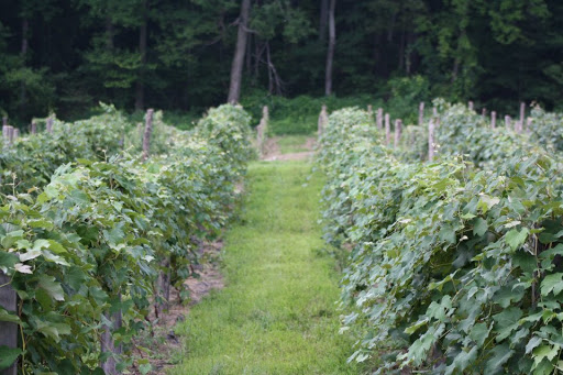 Winery «Buddy Boy Winery and Vineyard», reviews and photos, 111 Barnett Dr, Duncannon, PA 17020, USA