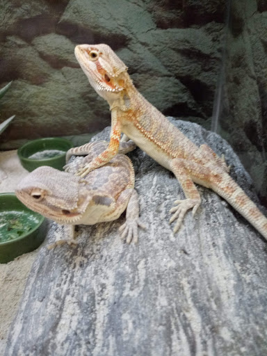 Pet Supply Store «Petco Animal Supplies», reviews and photos, 1694 Boston Rd, Springfield, MA 01129, USA