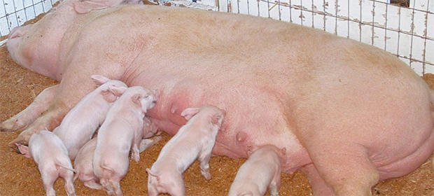 SERVICIOS VETERINARIOS INTEGRALES - Veterinario