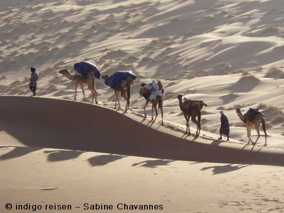 indigo reisen - Kameltrekkings in der Sahara