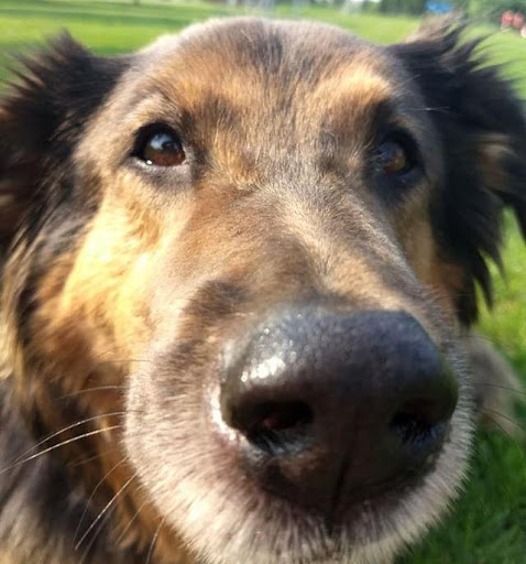 Pet Supply Store «Pet Supplies Plus», reviews and photos, 955 Co Rd E East #100, Vadnais Heights, MN 55127, USA