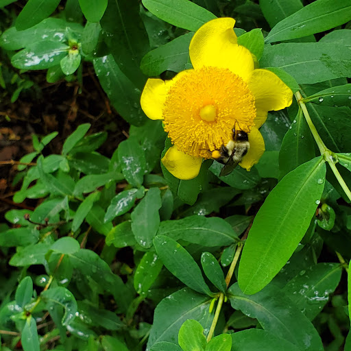 Zoo «WNC Nature Center», reviews and photos, 75 Gashes Creek Rd, Asheville, NC 28805, USA