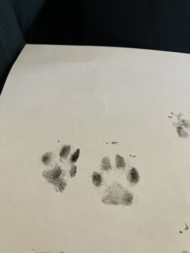 Body Piercing Shop «Black Ink Tattoo & Body Piercing», reviews and photos, 540 E Terra Cotta Ave, Crystal Lake, IL 60012, USA