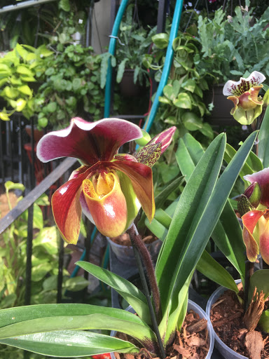 Wholesale Florist «Urban Jungle», reviews and photos, 2603 Sherman Ave NW, Washington, DC 20001, USA