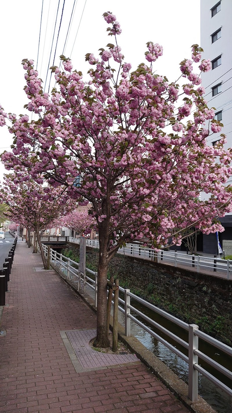 池町川沿いの里桜並木