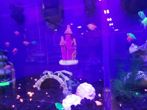 Pet Supply Store «PetSmart», reviews and photos, 7765 Airport Blvd #901, Mobile, AL 36608, USA