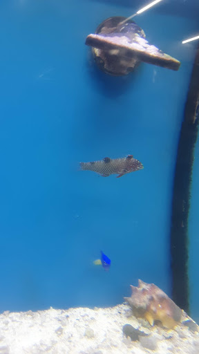 Pet Supply Store «Pet Club Rancho Cordova», reviews and photos, 2344 Sunrise Blvd, Rancho Cordova, CA 95670, USA