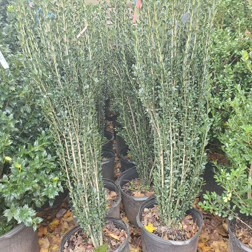 Garden Center «Westminster Nursery & Florist», reviews and photos, 30 Westminster Rd, West Hempstead, NY 11552, USA