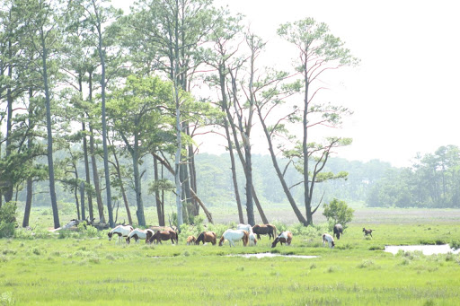National Park «Assateague Island National Seashore», reviews and photos, 7206 National Seashore Ln, Berlin, MD 21811, USA