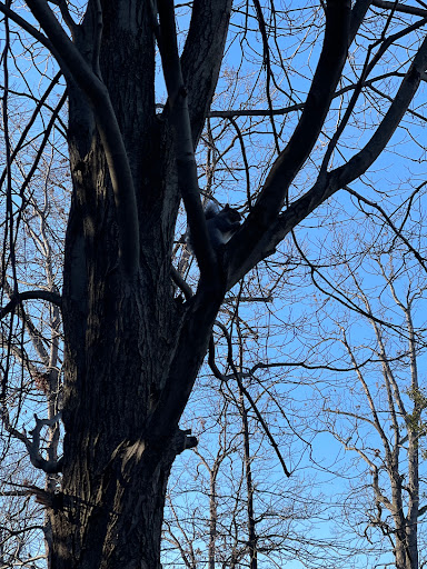 Park «Grandville Gude Park», reviews and photos, 8300 Mulberry St, Laurel, MD 20707, USA