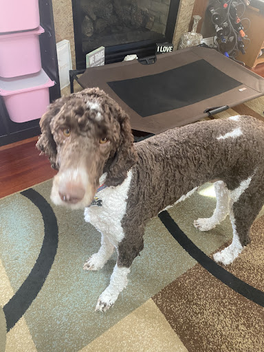 Pet Supply Store «PetSmart», reviews and photos, 358 Broadway, Saugus, MA 01906, USA