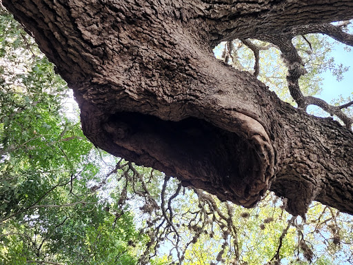 Park «Oakwell TrailHead Park», reviews and photos, 150 Ira Lee Rd, San Antonio, TX 78218, USA