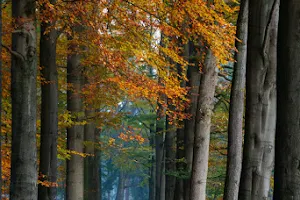 Haagse Bos image