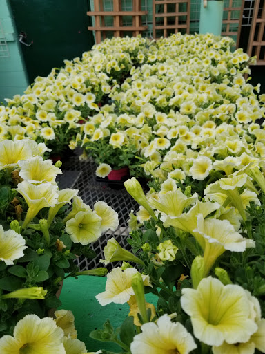 Garden Center «Dees Nursery & Florist», reviews and photos, 69 Atlantic Ave, Oceanside, NY 11572, USA