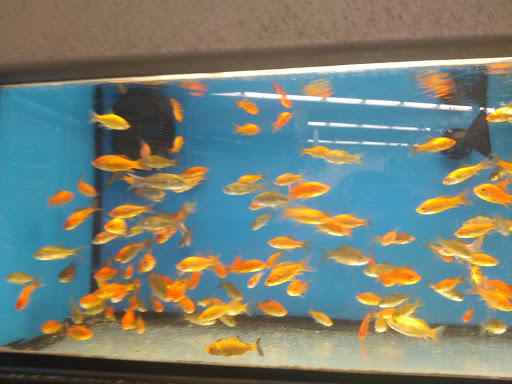 Pet Supply Store «Petco Animal Supplies», reviews and photos, 1704 US Hwy 27 S, Sebring, FL 33870, USA